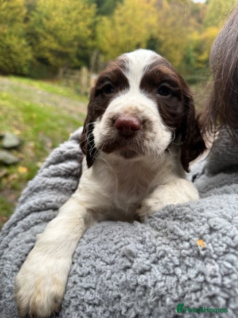 Sprocker dogs - Advert 7