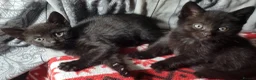 Domestic Shorthair cats for sale: Ready to Fly the Nest  - Advert 14