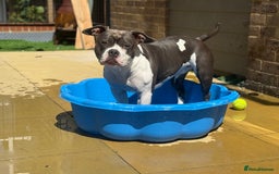 Mixed Breed dogs for sale: Pocket bully  - Image 2