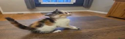 Mixed Breed cats for sale: 2 female tortoise shell kittens - Advert 9