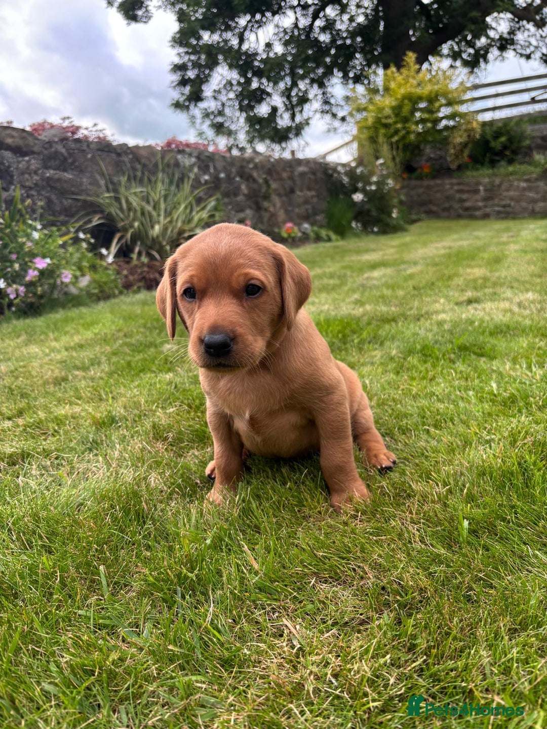Labrador Retriever dogs for sale: Stunning, KC registered, Fox Red Labrador puppies. - Image 12