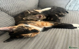 Domestic Shorthair cats for sale: Calico cat - Cleo - 1.5 years old  - Image 5