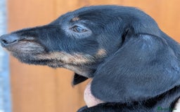 Dachshund dogs for sale: Teckel Pups - Advert 11