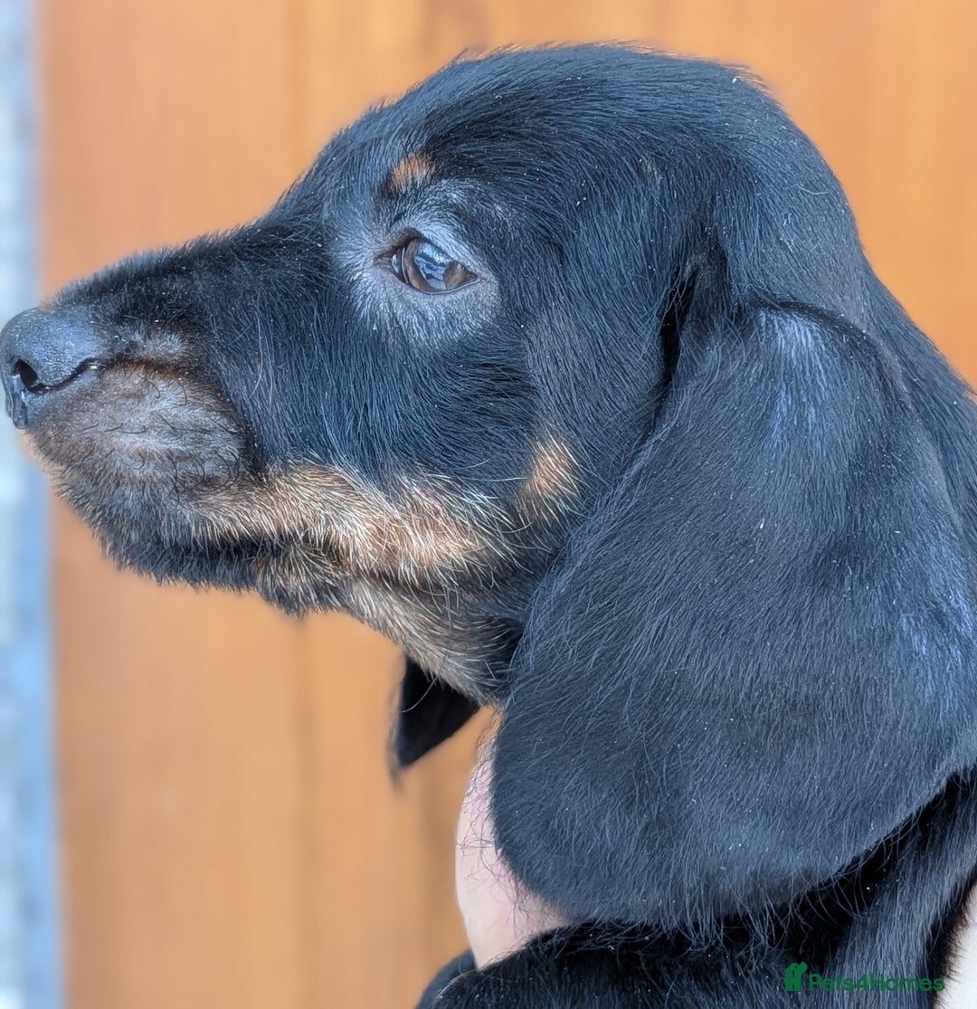 Dachshund dogs for sale: Teckel Pups - Advert 11