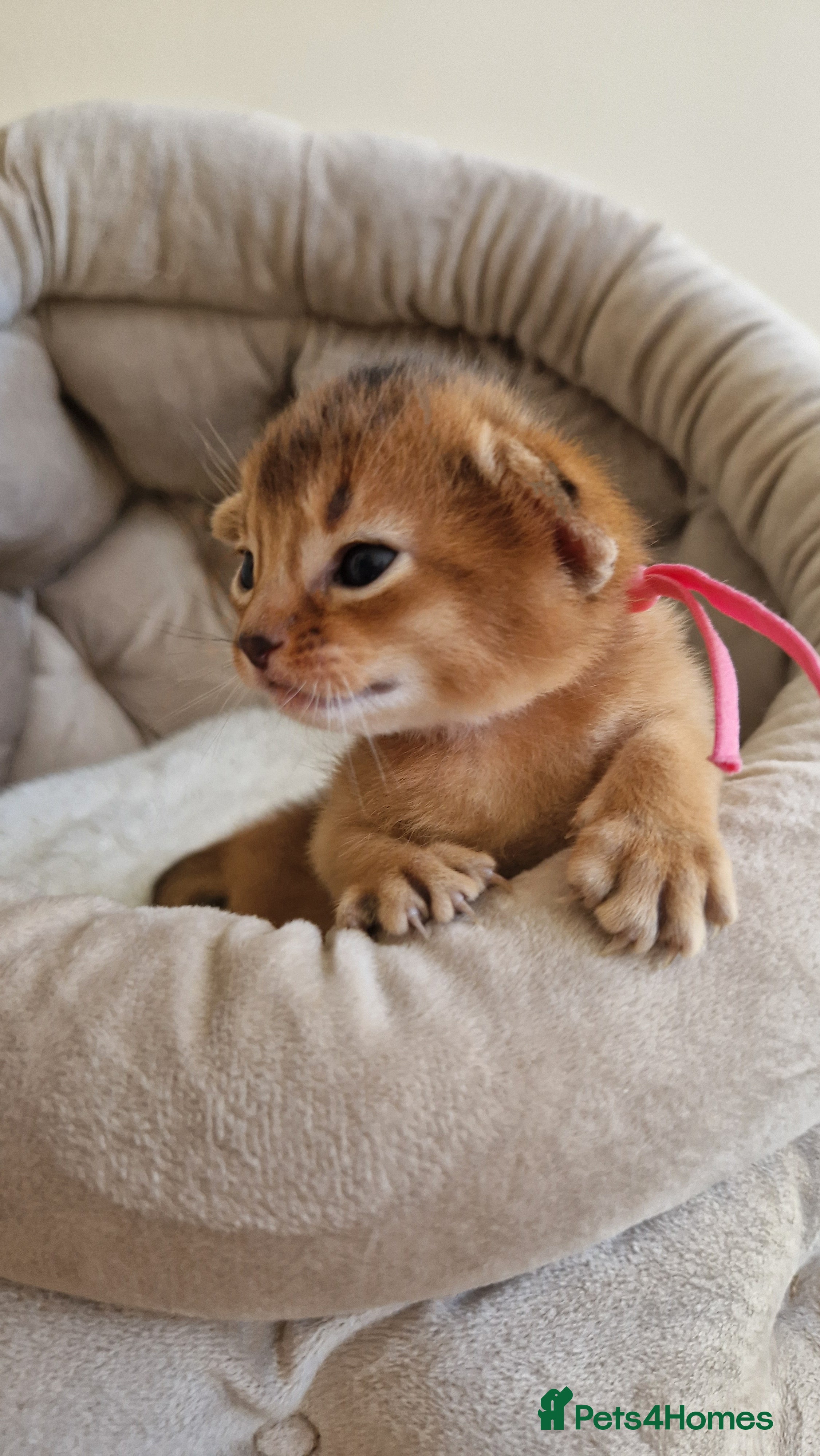 Abyssinian cats for sale: Beautiful Abyssinian Kittens – TICA Registered 🐾 - Advert 2