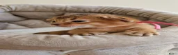 Abyssinian cats for sale: Beautiful Abyssinian Kittens – TICA Registered 🐾 - Advert 7
