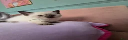British Shorthair cats for sale: 9 gorgeous kittens - Advert 21