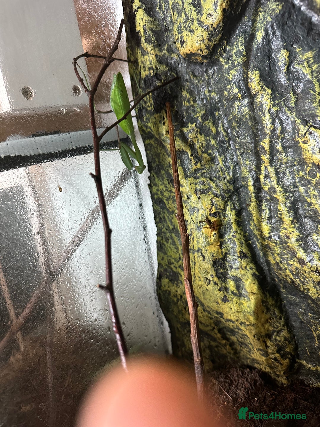 Praying Mantis invertebrates for sale: Giant Asian mantis nymph  - Advert 2