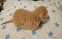 Mixed Breed cats for sale: 5 Bengal x Kittens–Glitter Coats,Beautiful Colours - Image 17