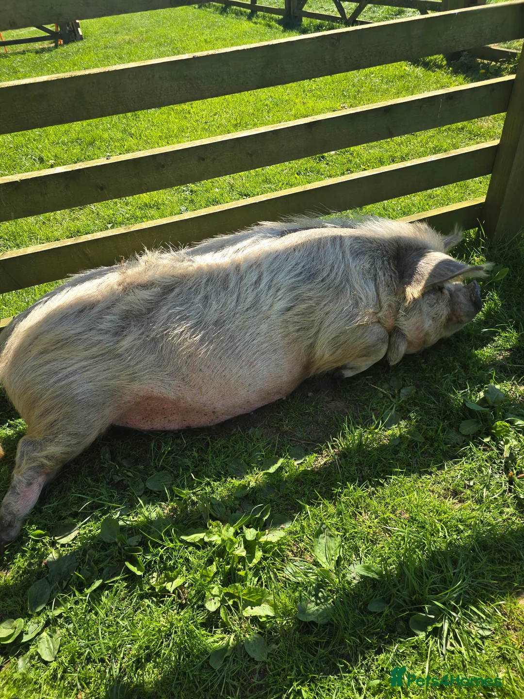 Pig livestock for sale: 2 kune kune female - Advert 2