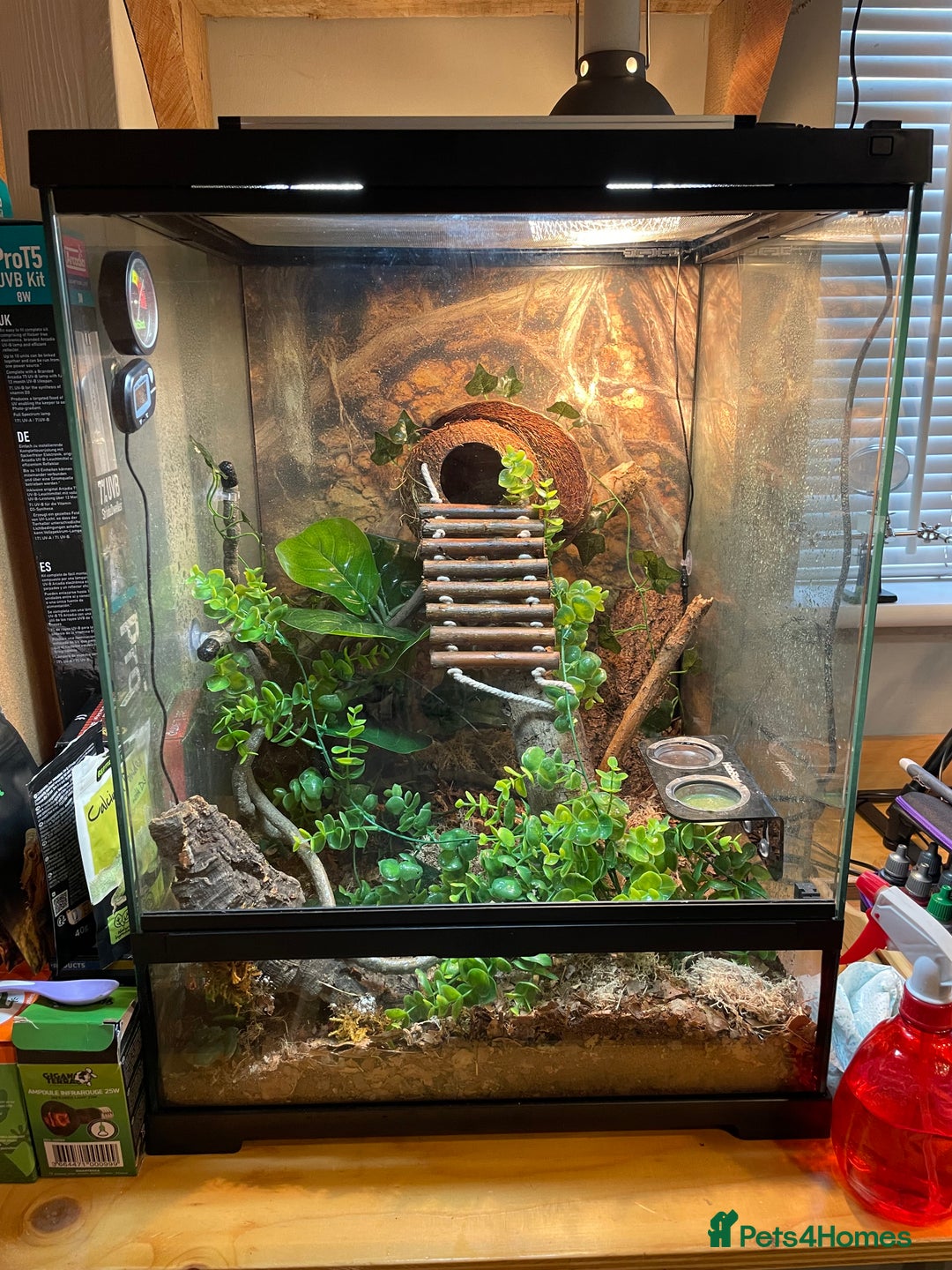 Gecko reptiles for sale: Crested Gecko, full set up, ready to go. - Advert 5