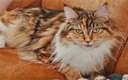 Maine Coon cats for sale: Gccf maincoon kittens. Ready from the 20th Sept  - Image 24