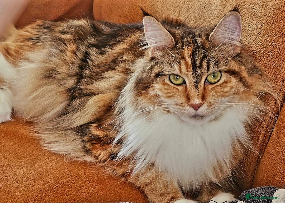 Maine Coon cats for sale: Gccf maincoon kittens. Ready from the 20th Sept  - Image 24