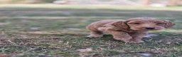 Cockapoo dogs for sale: F1 Cockapoo Puppies - Advert 3