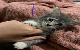 Mixed Breed cats for sale: 3 beautiful female kittens  - Image 9