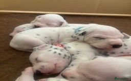 Dalmatian dogs for sale: 6 Beautiful Chunky Dalmatians born 27/5/25 in Stafford - Image 17