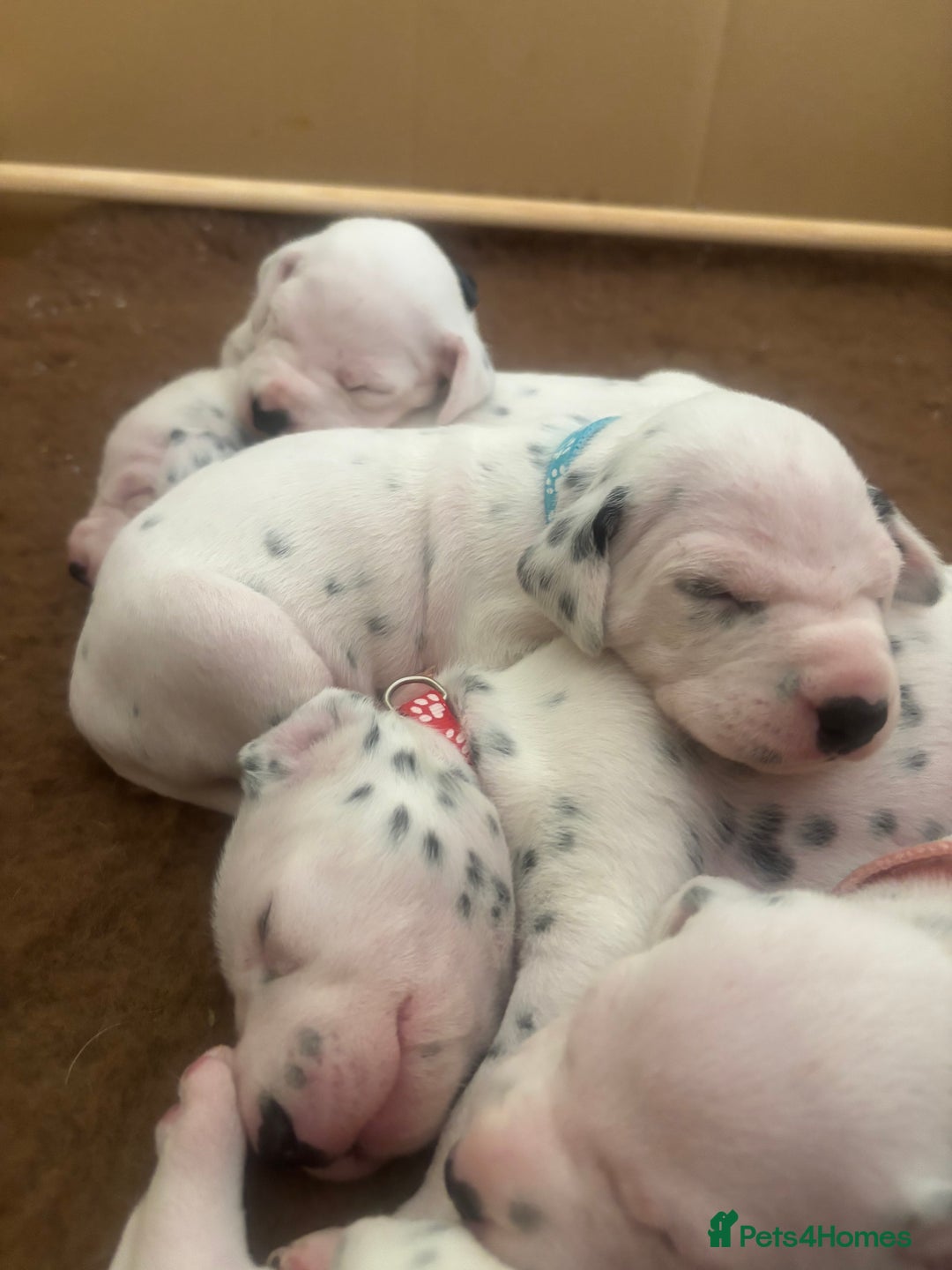 Dalmatian dogs for sale: 6 Beautiful Chunky Dalmatians born 27/5/25 in Stafford - Image 17
