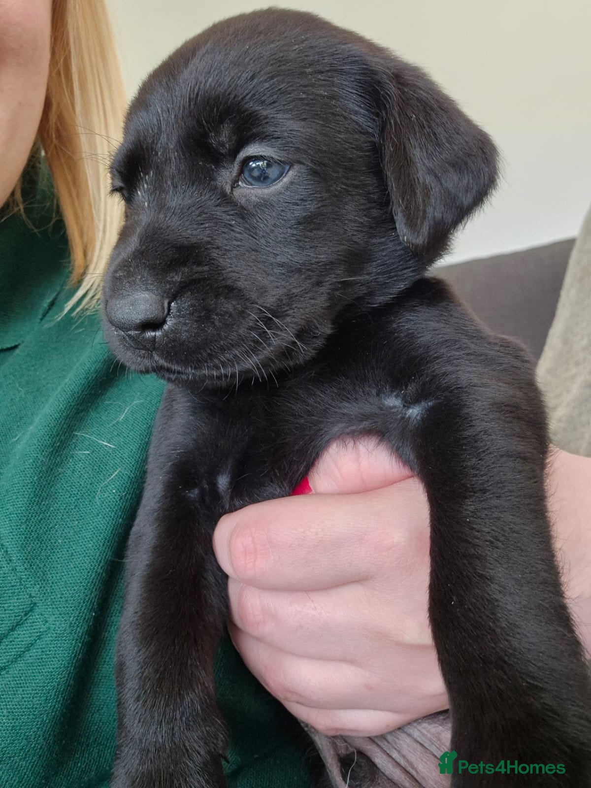 Labrador Retriever dogs LAST BOY REMAING from 8 labrador puppies - Advert 19