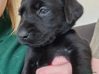 Labrador Retriever dogs LAST BOY REMAING from 8 labrador puppies - Advert 19