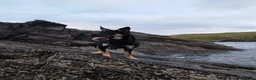 Australian Kelpie dogs for sale: Rehome Australian Kelpie  - Advert 3