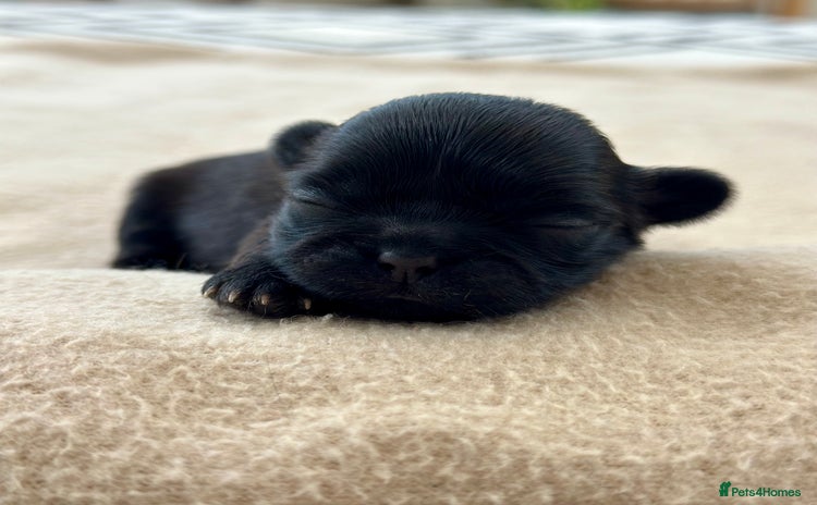 Shih Tzu dogs - Advert 1