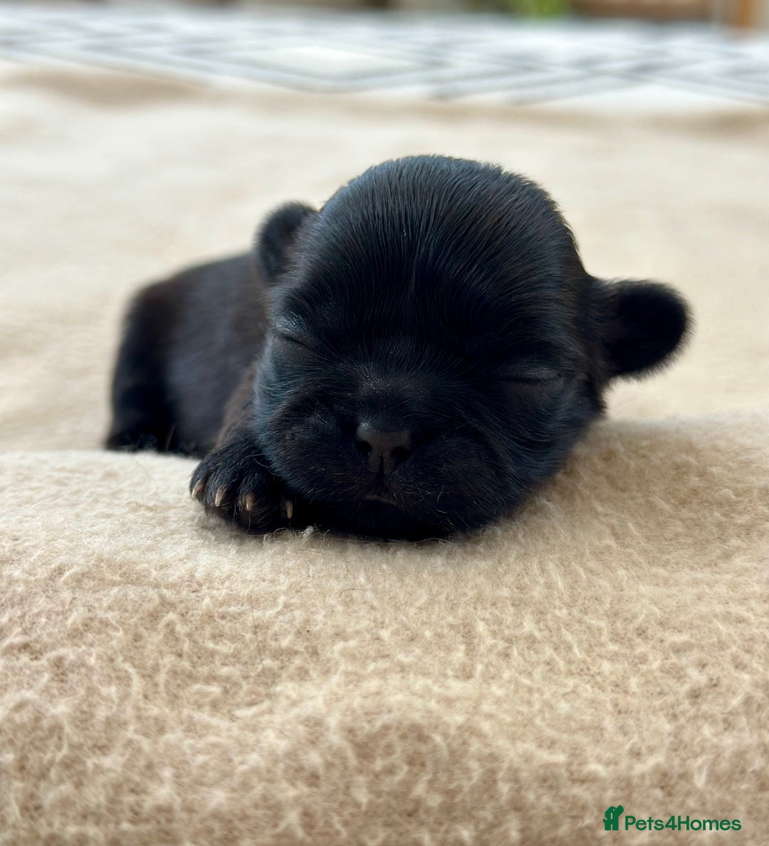 Shih Tzu dogs for sale: Beautiful Shih Tzu Puppies - Male & Female - Image 1