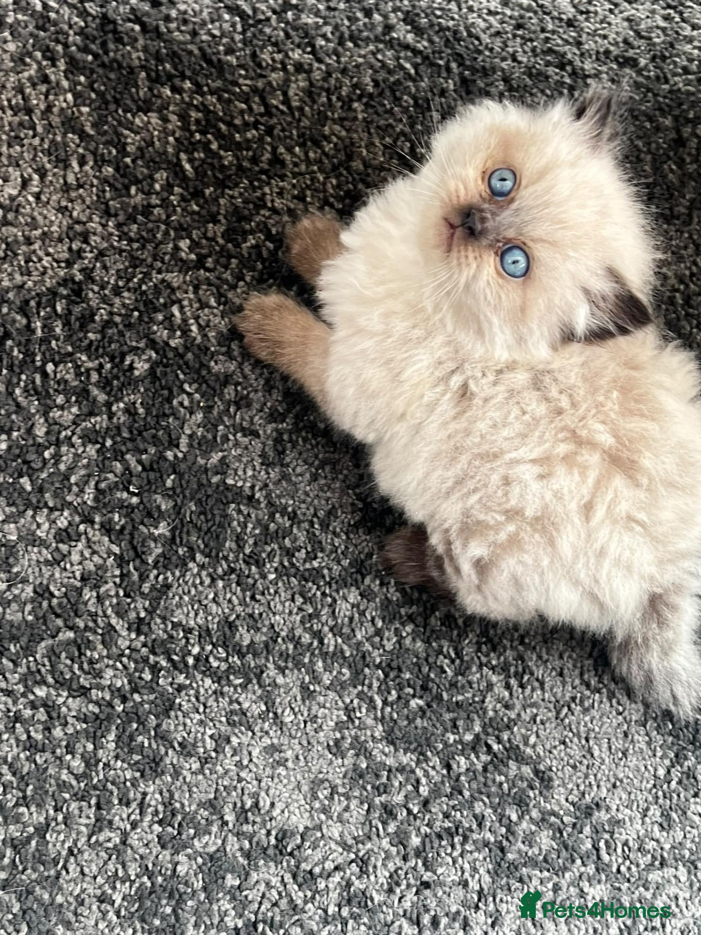 Persian cats Mrs H - Advert 4