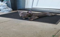 French Bulldog dogs for sale: Kc registered blue male French bulldog 8 months  - Image 5