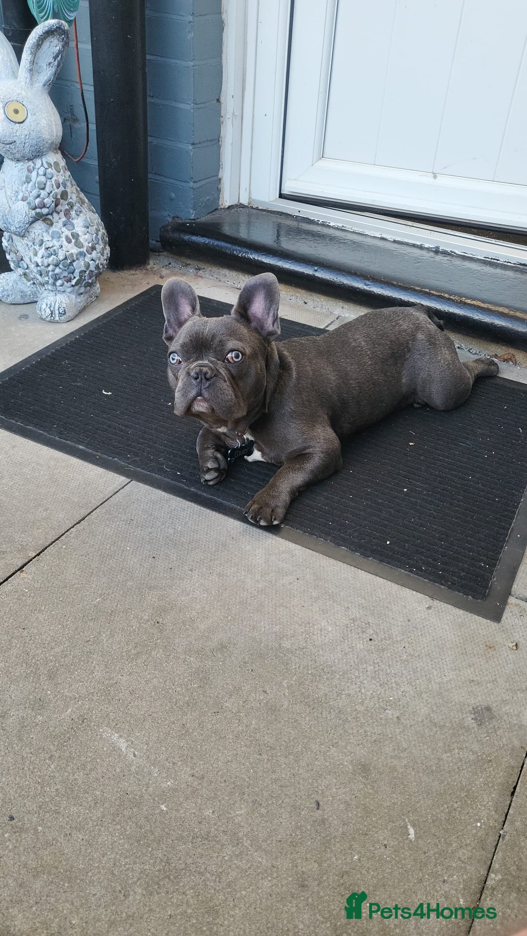 French Bulldog dogs for sale: Kc registered blue male French bulldog 8 months  - Image 5