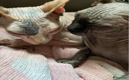 Sphynx cats for stud: Tica Registered Canadian Sphynx in Hull - Image 17