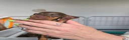 Miniature Dachshund dogs for sale: 7 beautiful little Dachshund  - Advert 3