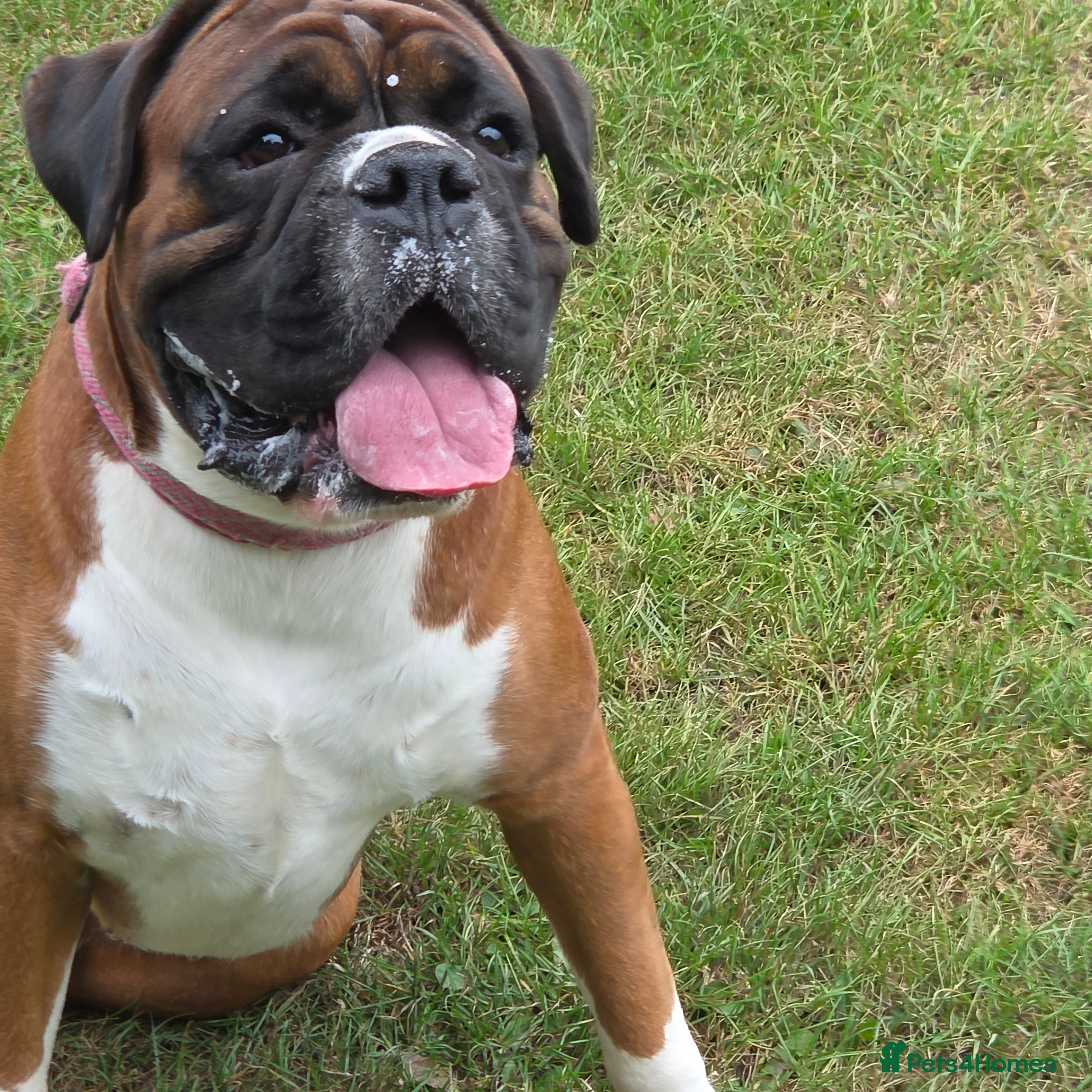 Boxer dogs 💥 STUNNING 37KG PROVEN RED & BLACK MASK STUD 💥 in Rotherham - Advert 1