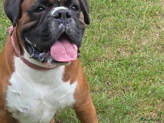 Boxer dogs in Rotherham - Advert 5