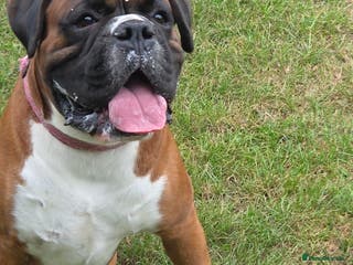 Boxer dogs 💥 STUNNING 37KG PROVEN RED & BLACK MASK STUD 💥 in Rotherham - Advert 3