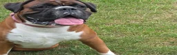 Boxer dogs for stud: 💥 STUNNING 37KG PROVEN RED & BLACK MASK STUD 💥 in Rotherham - Advert 1