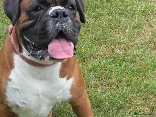 Boxer dogs 💥 STUNNING 37KG PROVEN RED & BLACK MASK STUD 💥 in Rotherham - Advert 9
