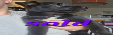 Purple collar