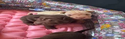 Shar Pei dogs for sale: Sharpei Puppies for sale  - Advert 9