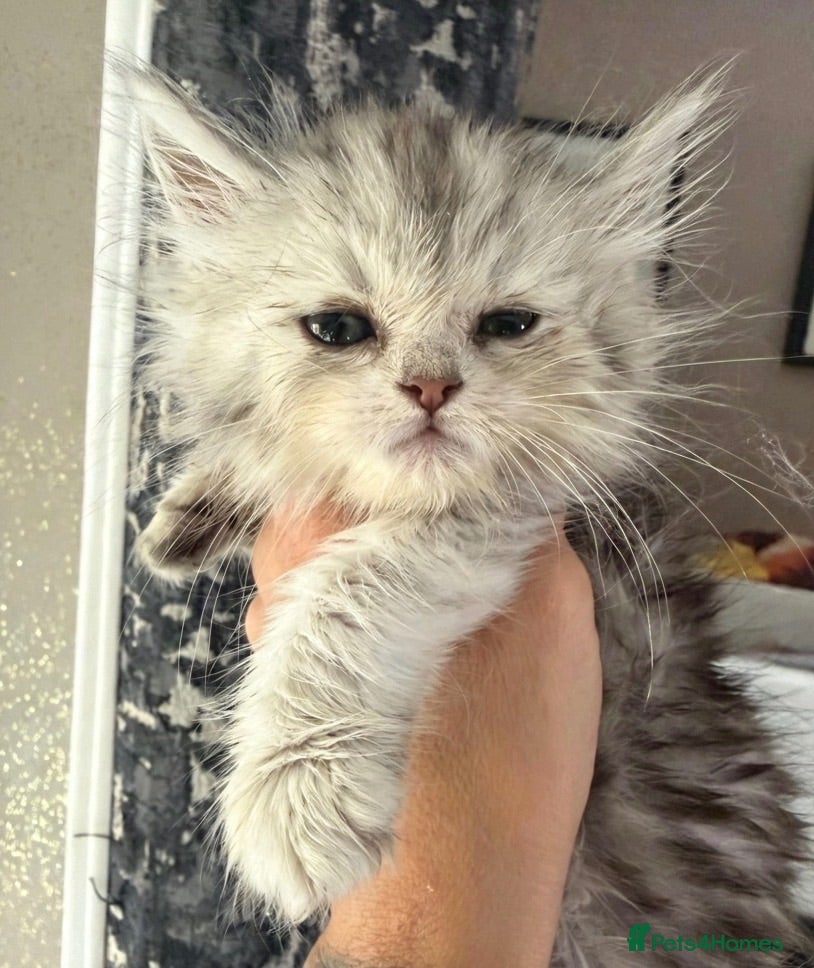 Persian cats Just 1 girls now Persian cross Maine coon kittens - Advert 3