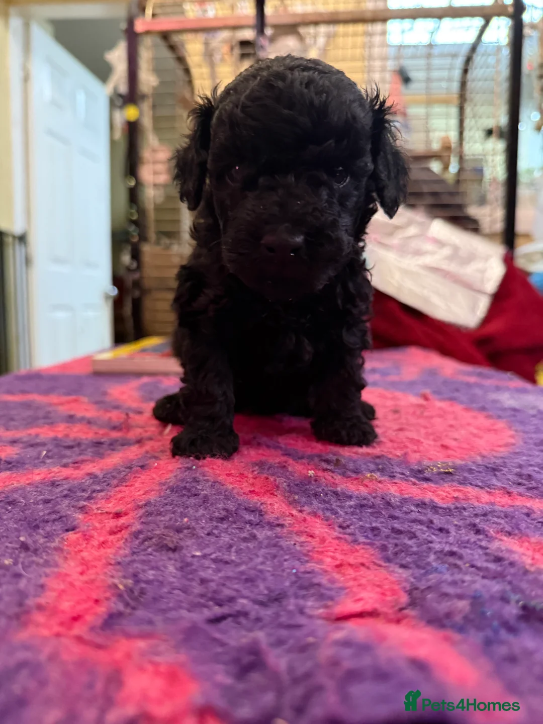 Toy Poodle dogs for sale: Toy poodle pups! in Sheffield - Advert 2