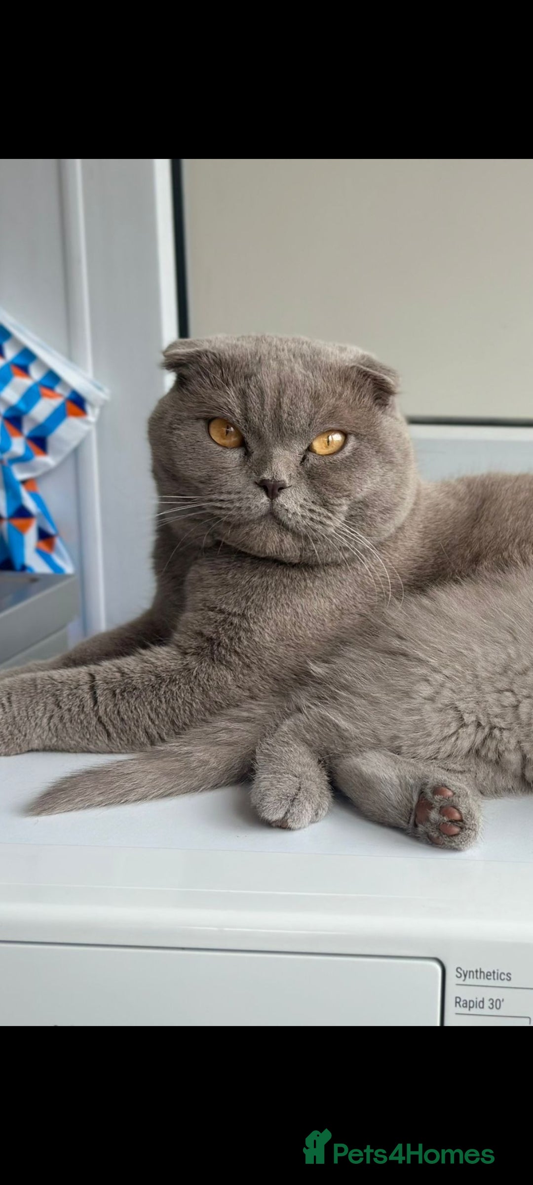 Scottish Fold cats Show quality Scottish fold  - Advert 7