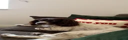 English Springer Spaniel dogs for sale: Luna  - Advert 4