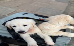 Golden Retriever dogs for sale: LAST 1 KC REG CHAMPIONSHIP BLOOD LINE CREAM  - Image 14