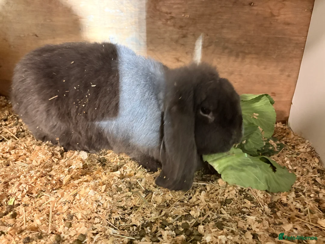 French Lop rabbits for sale: French lop babies - Advert 7