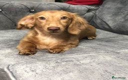 Miniature Dachshund dogs for sale: Long haired miniature dachshund  - Image 1