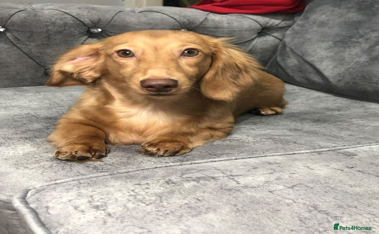 Miniature Dachshund dogs - Advert 6