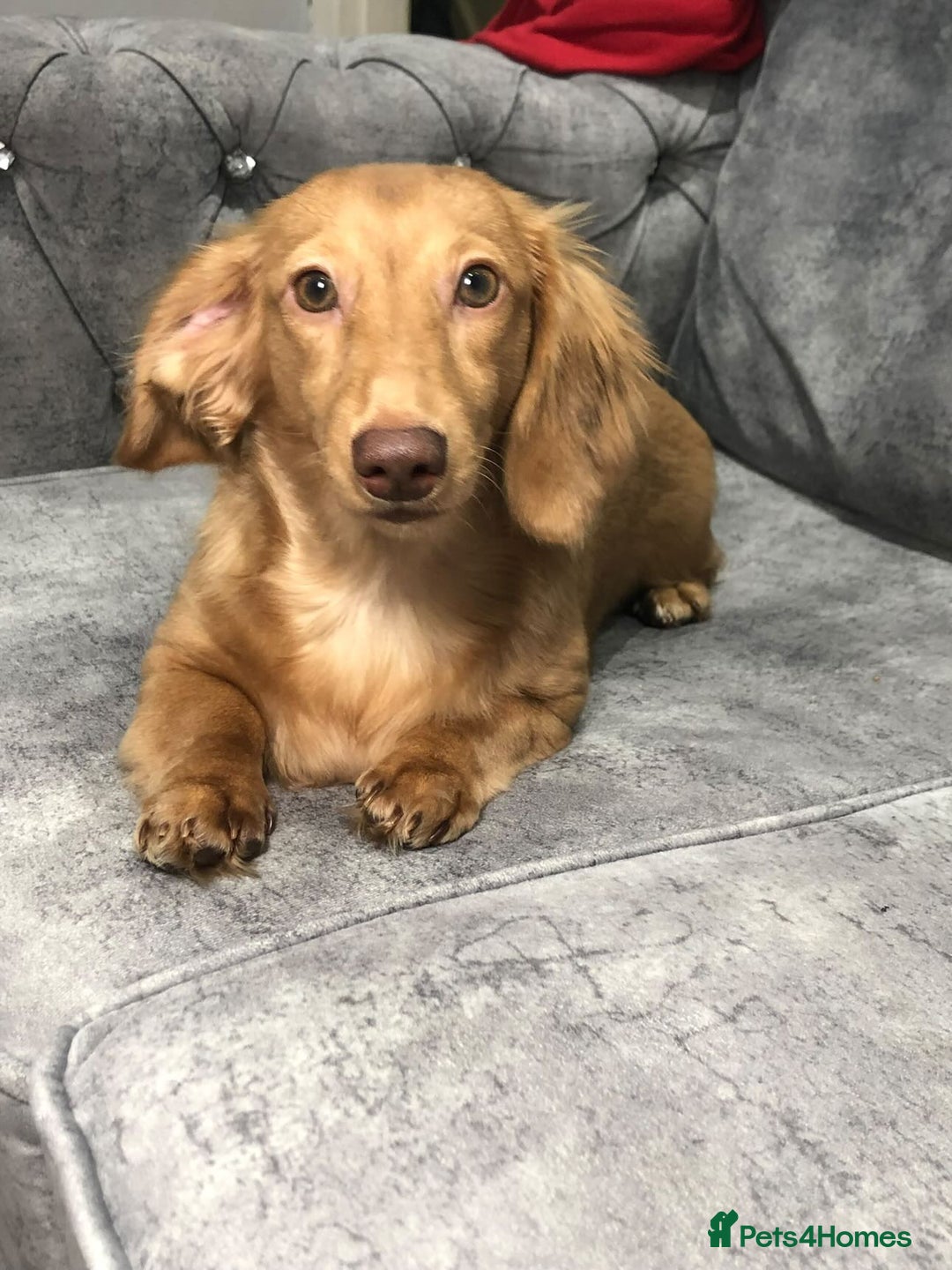 Miniature Dachshund dogs for sale: Long haired miniature dachshund  - Image 1