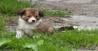 Border Collie dogs - Advert 7