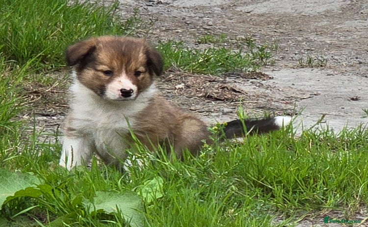 Border Collie dogs - Advert 2