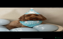 Cockapoo dogs for sale: Cockapoo - Image 16